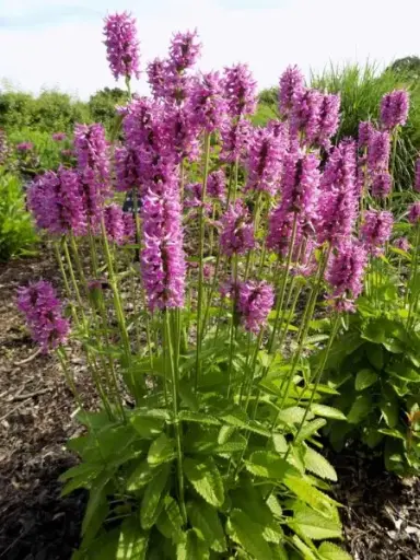 [7234601] Betony Summer Romance