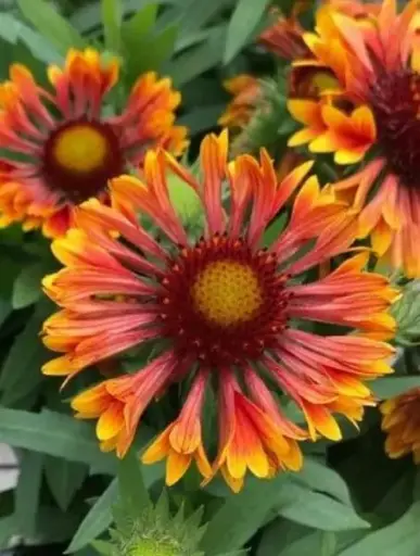 [7240601] Blanket Flower Spintop Copper Sun