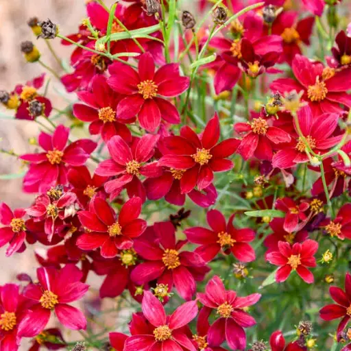[7243601] Coreopsis Scarlet Ribbons
