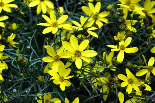 [7245601] Coreopsis Mayo Clinic Flower of Hope