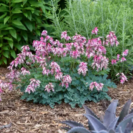 [7258601] Bleeding Heart Pink Diamonds