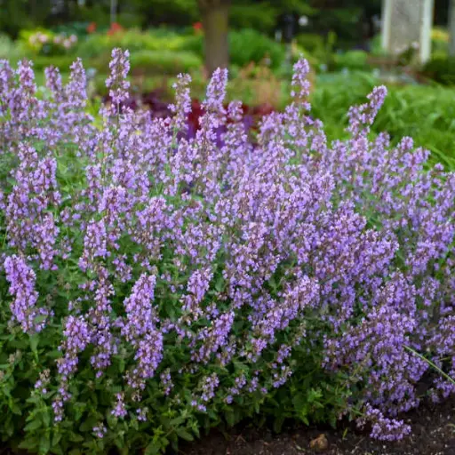 Catmint Cat's Meow
