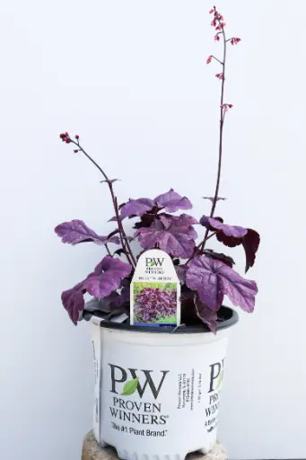 [7261601] Coral Bells Wildberry