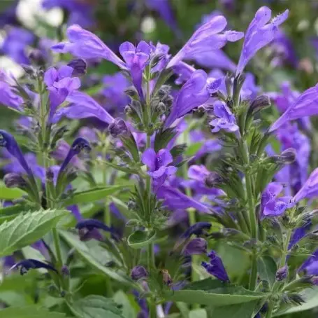 [7270601] Catmint Purple Prelude