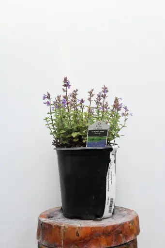 [7271601] Catmint Picture Purrfect