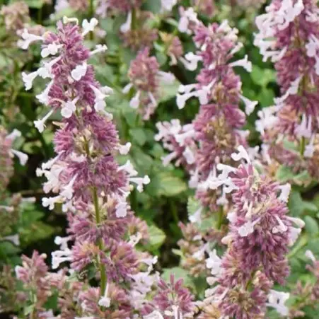 [7273601] Catmint Whispurr Pink