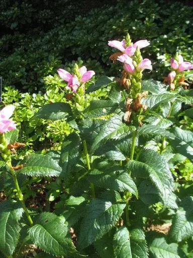 Chelone Hot Lips