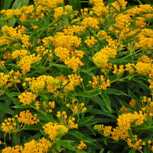 [7277601] Milkweed Butterfly Hello Yellow