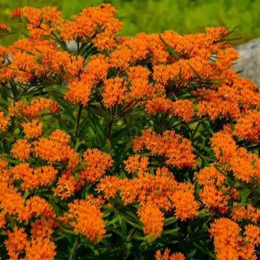 Milkweed Butterfly - Native