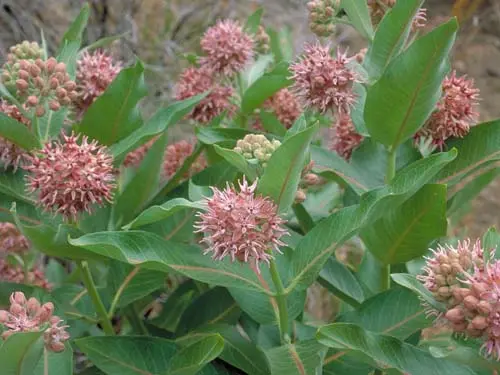 [7279601] Milkweed Showy - Native