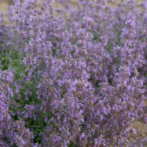 [7283601] Catmint Little Trudy