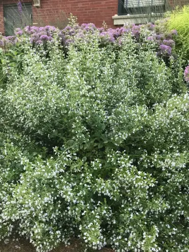 [7287601] Calamint