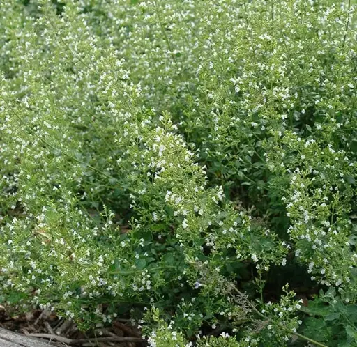 [7288101] Calamint White Cloud