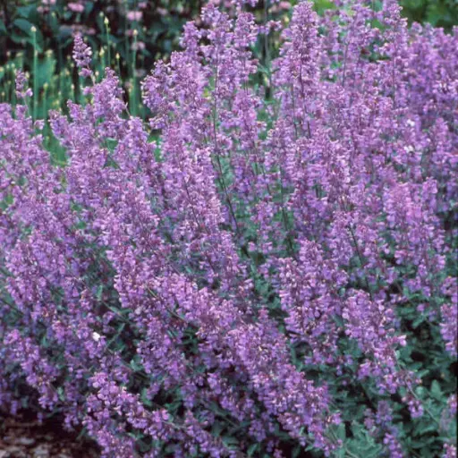 [7289601] Catmint Walkers Low