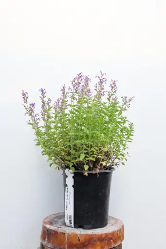 [7290601] Catmint Junior Walker