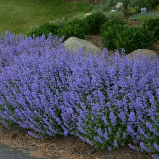 [7292601] Catmint Purrsian Blue