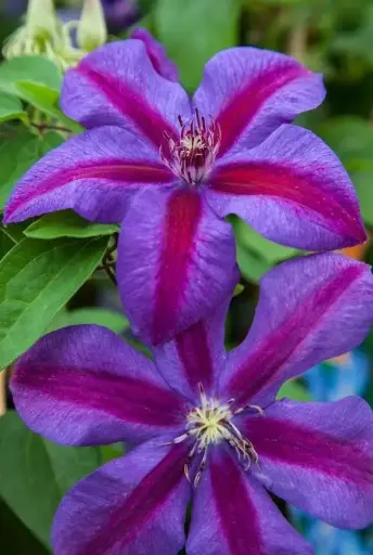 [7296601] Clematis Mrs N Thompson