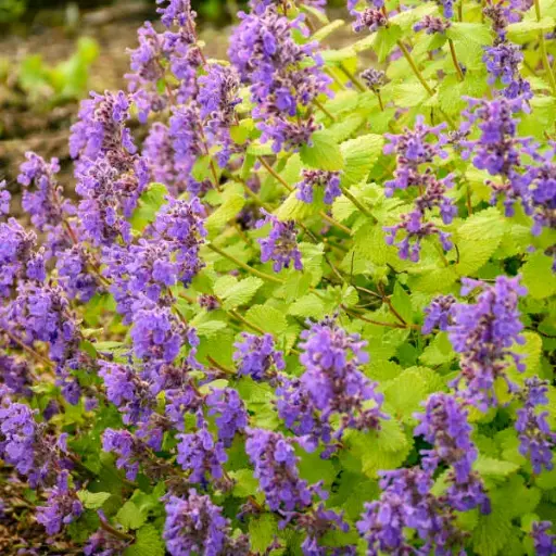 [7298601] Catmint Chartreuse on the Loose