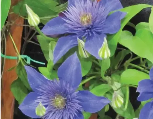 [7319601] Clematis Multi-Blue