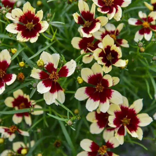 [7334601] Coreopsis Creamy Calico