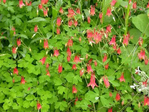 Columbine Red - Native