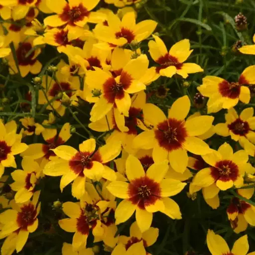 [7349601] Coreopsis Golden Needles