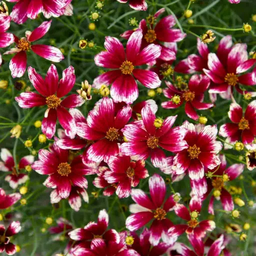 [7350601] Coreopsis Heartstrings