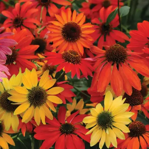 Coneflower Cheyenne Spirit