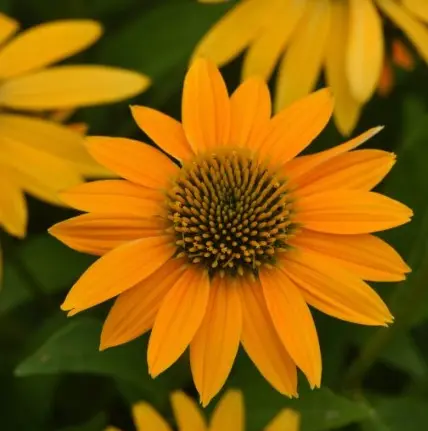 [7361101] Coneflower Ombre Yellow