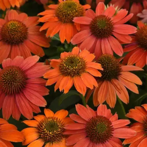 [7365601] Coneflower Red Ombre