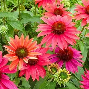 [7366601] Coneflower Sombrero Tres Amigos
