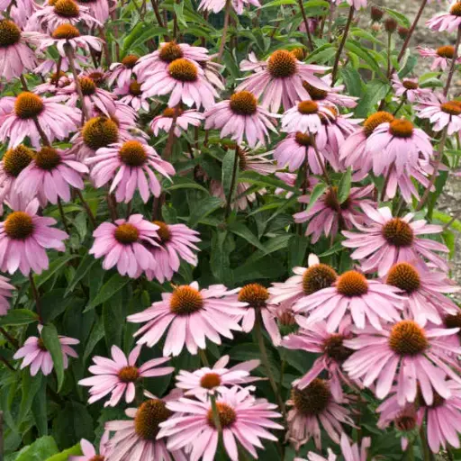 [7368601] Coneflower Magnus