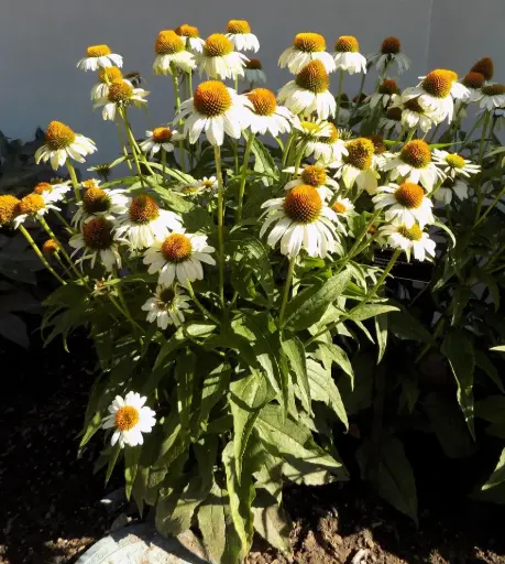 [7370601] Coneflower White Swan