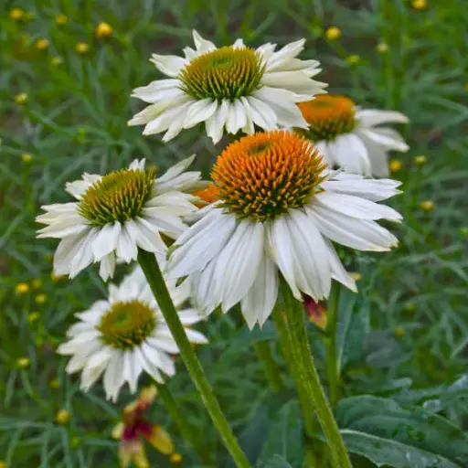 [7372601] Coneflower Pow Wow White