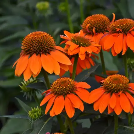 [7373601] Coneflower Adobe Orange