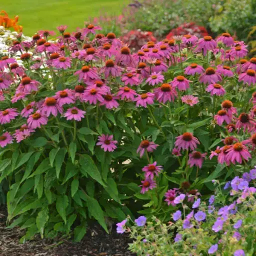 [7374601] Coneflower Wild Berry