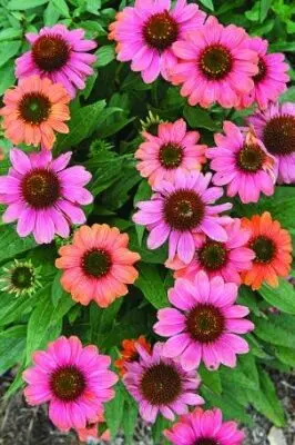 [7376601] Coneflower Sombrero Hot Coral