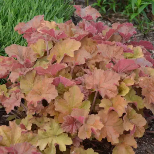 Coral Bells Caramel