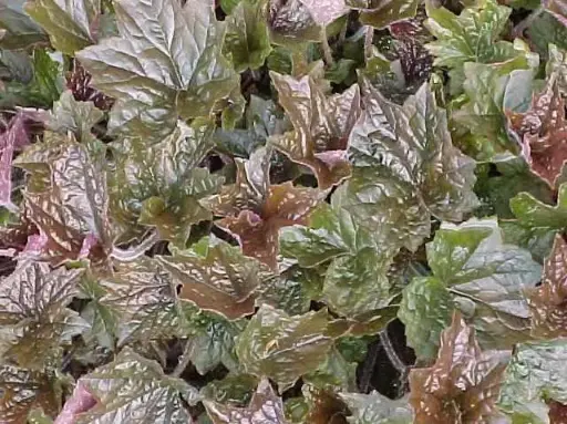 [7392601] Coral Bells Palace Purple