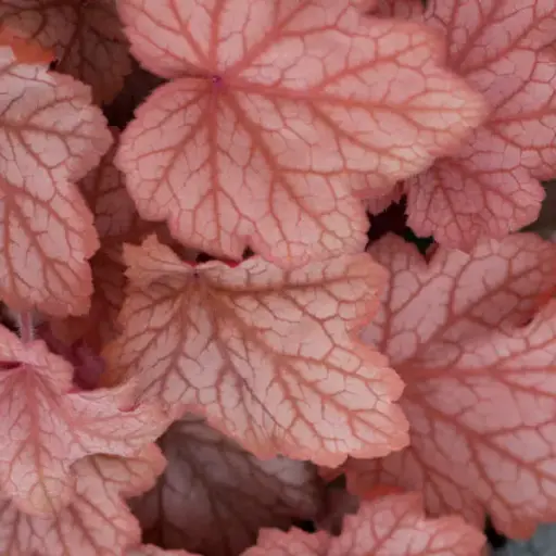 [7395601] Coral Bells Georgia Peach