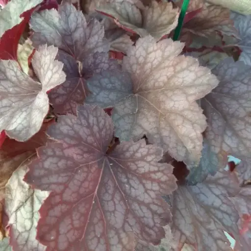 [7398101] Coral Bells Carnival Watermelon