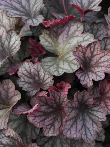 [7398601] Coral Bells Carnival Rose Granita