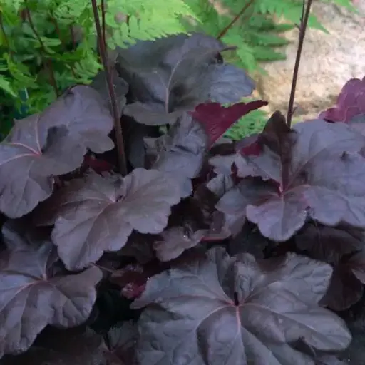 [7404601] Coral Bells Obsidian