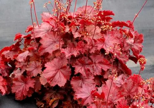 [7407601] Coral Bells Northern Exposure Red