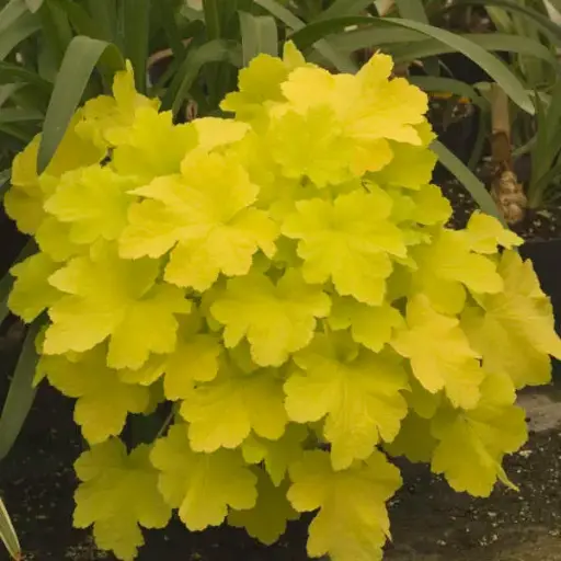 [7409601] Coral Bells Citronelle