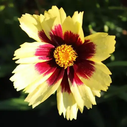 [7412601] Coreopsis Super Star
