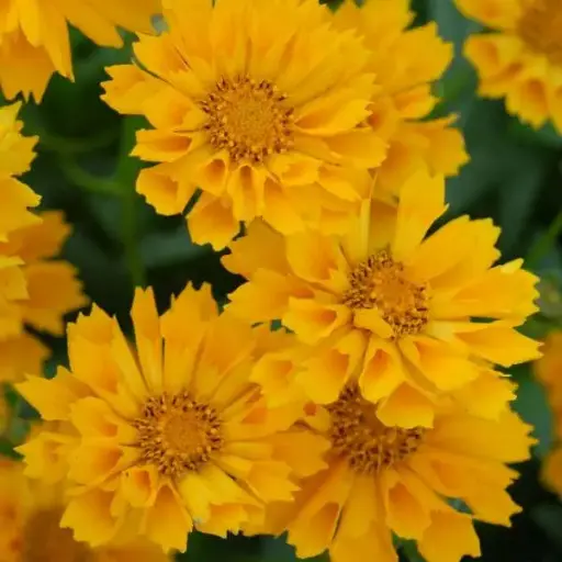 [7414101] Coreopsis Jethro Tull