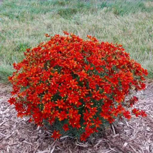 [7418601] Coreopsis Crazy Cayenne