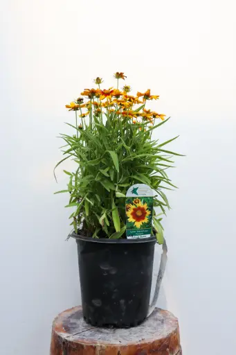 [7419601] Coreopsis Uptick Gold & Bronze
