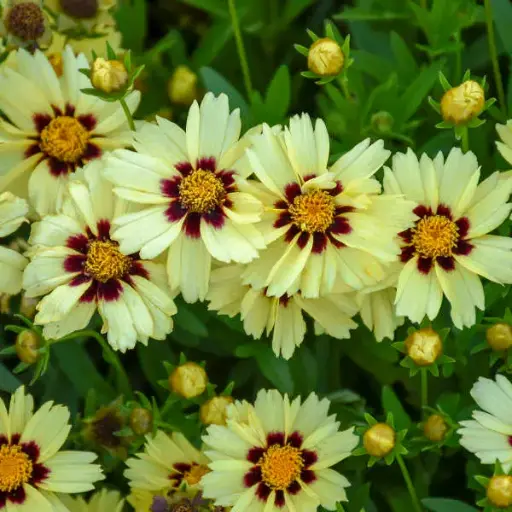 [7421601] Coreopsis Uptick Cream & Red